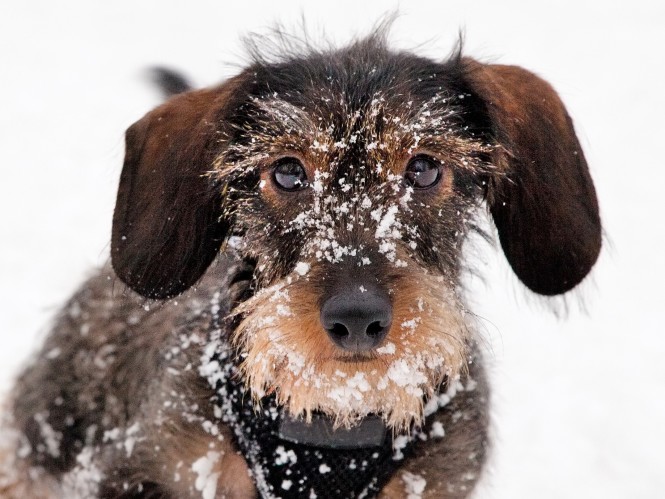 Hjälp djuren att klara kölden – Tidningen Djurskyddet