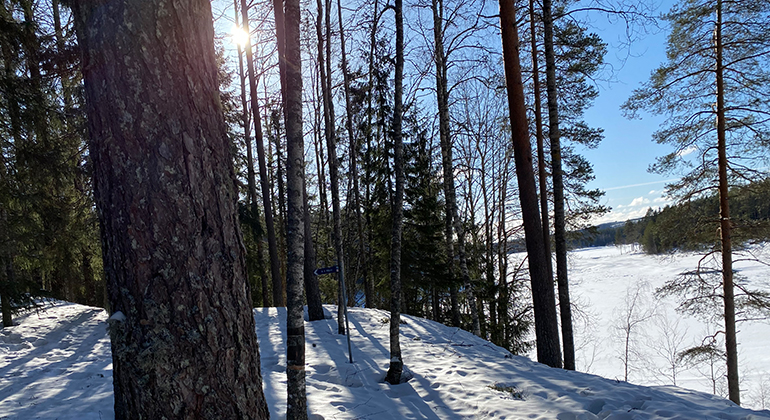 Skogsmiljö med snö.