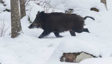 Länsstyrelsen sätter stopp för löshundsjakten på klövvilt för resten av jaktsäsongen i Stockholms län.