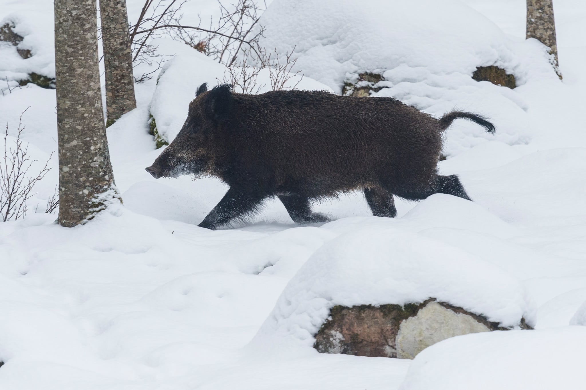 Länsstyrelsen sätter stopp för löshundsjakten på klövvilt för resten av jaktsäsongen i Stockholms län.