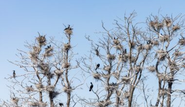 Vill vända skarvutvecklingen i Hjälmaren och Mälaren
