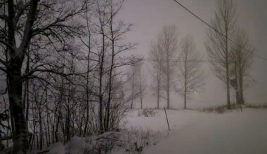 Skadad skog göms i snö: ”Kan bli helt förödande” - DI