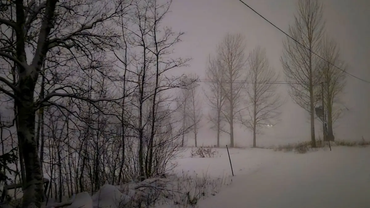 Skadad skog göms i snö: ”Kan bli helt förödande” - DI