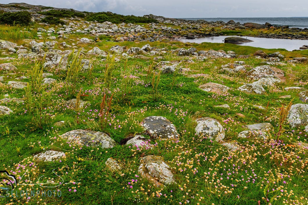 Blommor och sten på ljunghed vid kusten.