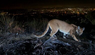 Kvinna i Colorado dödad av puma