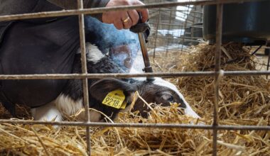 Separation och avhorning: nya filmer visar systematiskt djurplågeri i mjölkindustrin