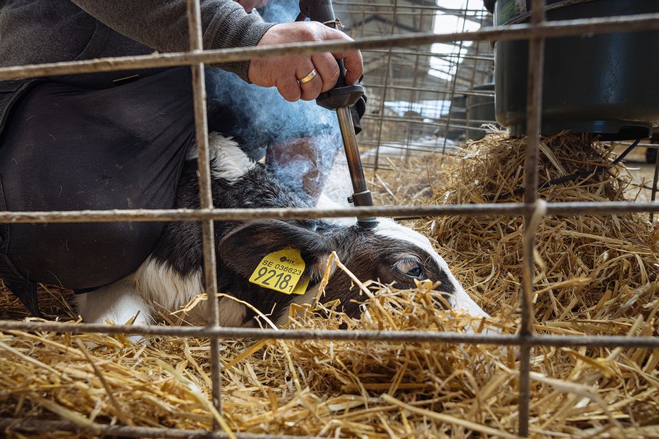 Separation och avhorning: nya filmer visar systematiskt djurplågeri i mjölkindustrin