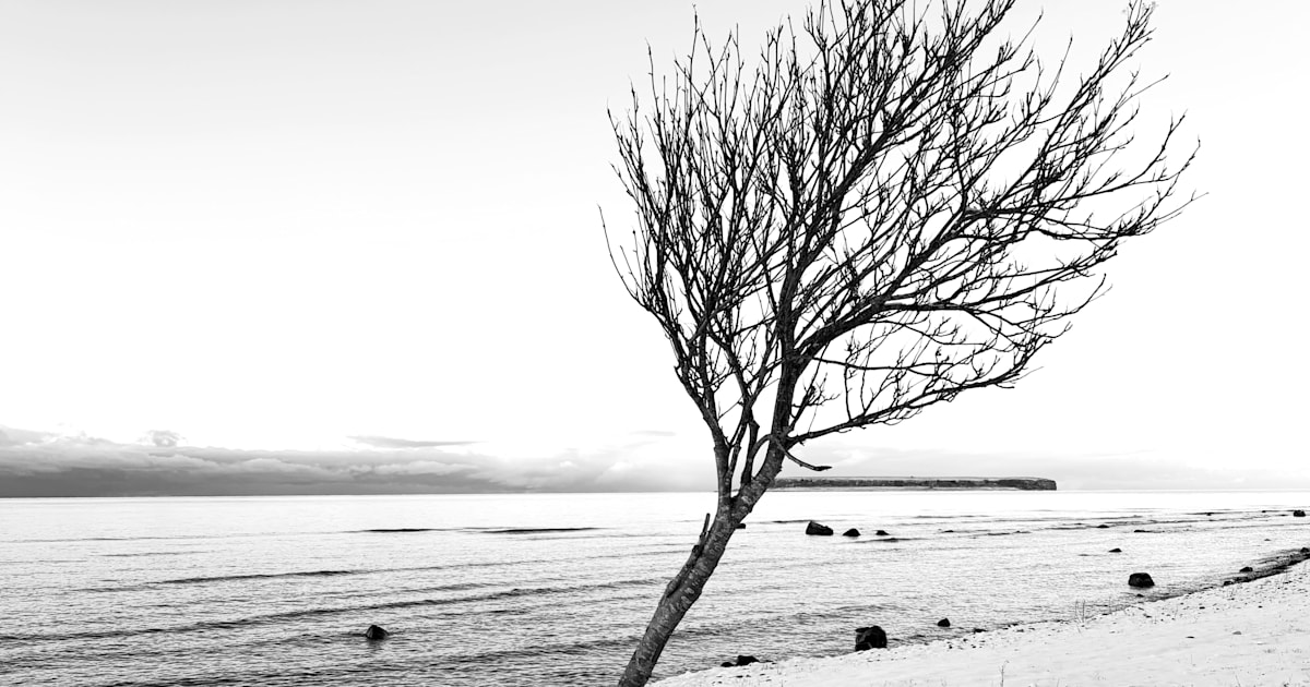 Tove Lifvendahls nyhetsbrev 4 januari 2026