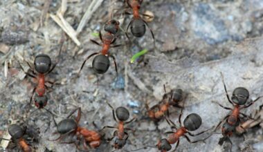 Hemligheten om varför myrorna tog över världen