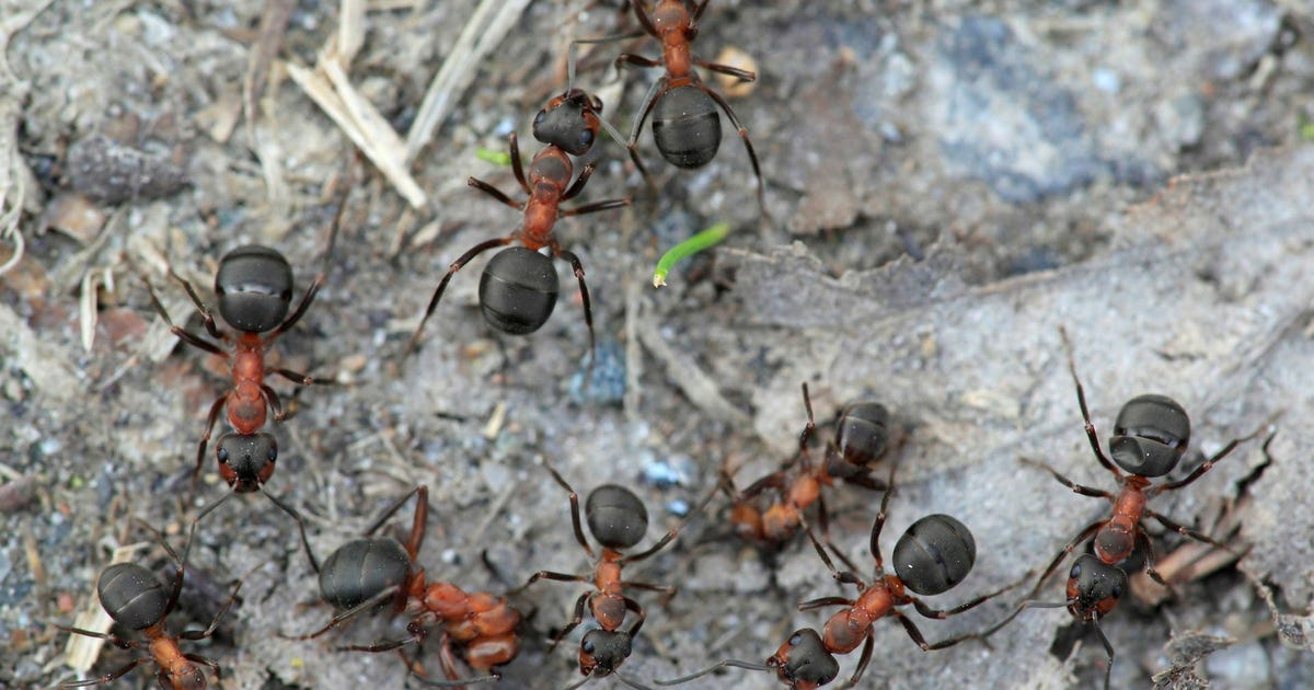 Hemligheten om varför myrorna tog över världen