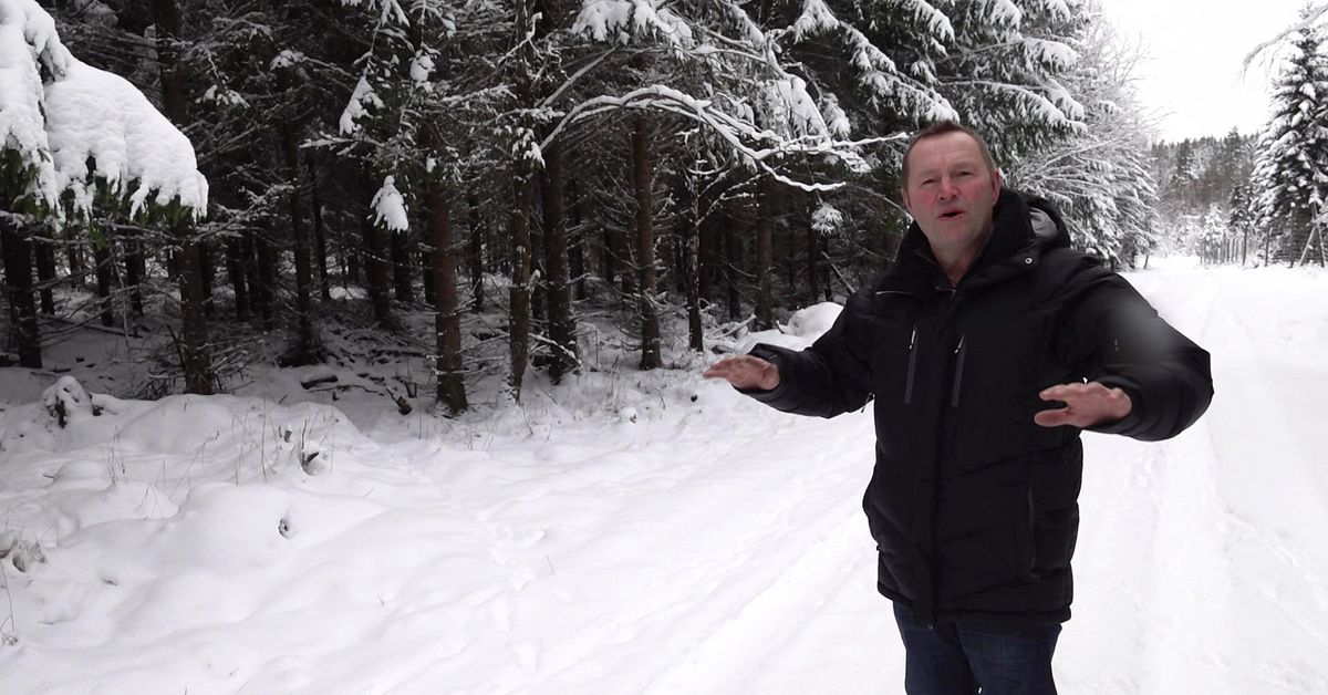 Så har Jacobs skog repat sig efter stormen Gudrun: ”Det växer på”