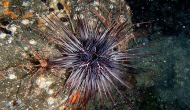 Vad händer med världens sjöborrar? – Natursidan