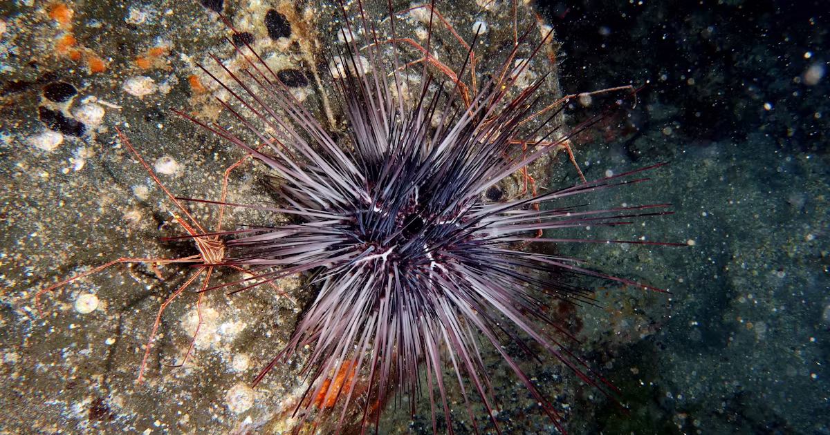 Vad händer med världens sjöborrar? – Natursidan