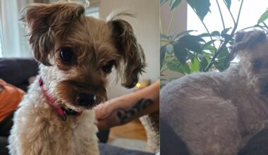 Hunden Doris bortskrämd av raketer i Nyland