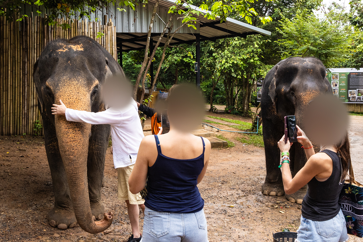 Rapport: Turistindustrin vilseleder med "etiska" elefantaktiviteter