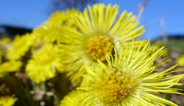 Solen brukar vi tillsammans - Syre