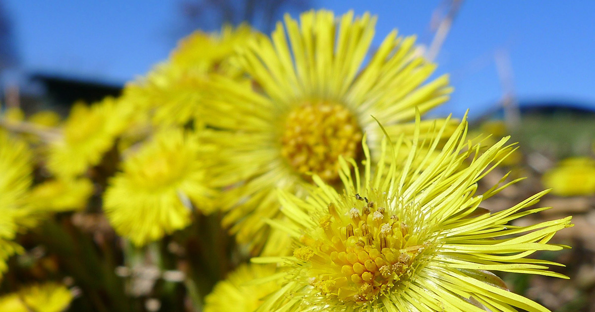Solen brukar vi tillsammans - Syre