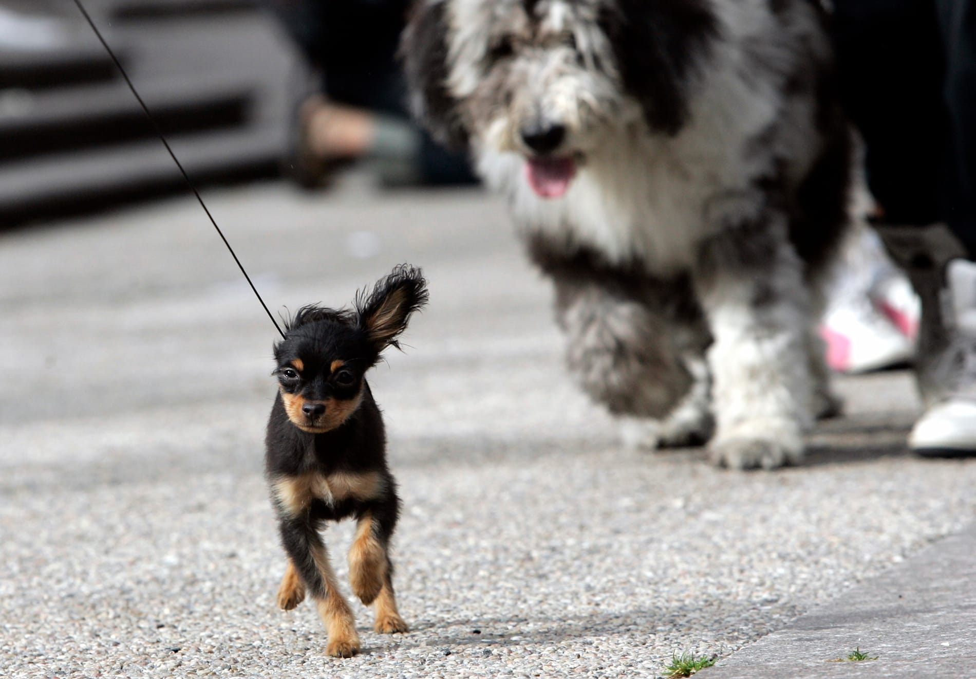 Människans bästa vän kan också skada. Arkivbild.