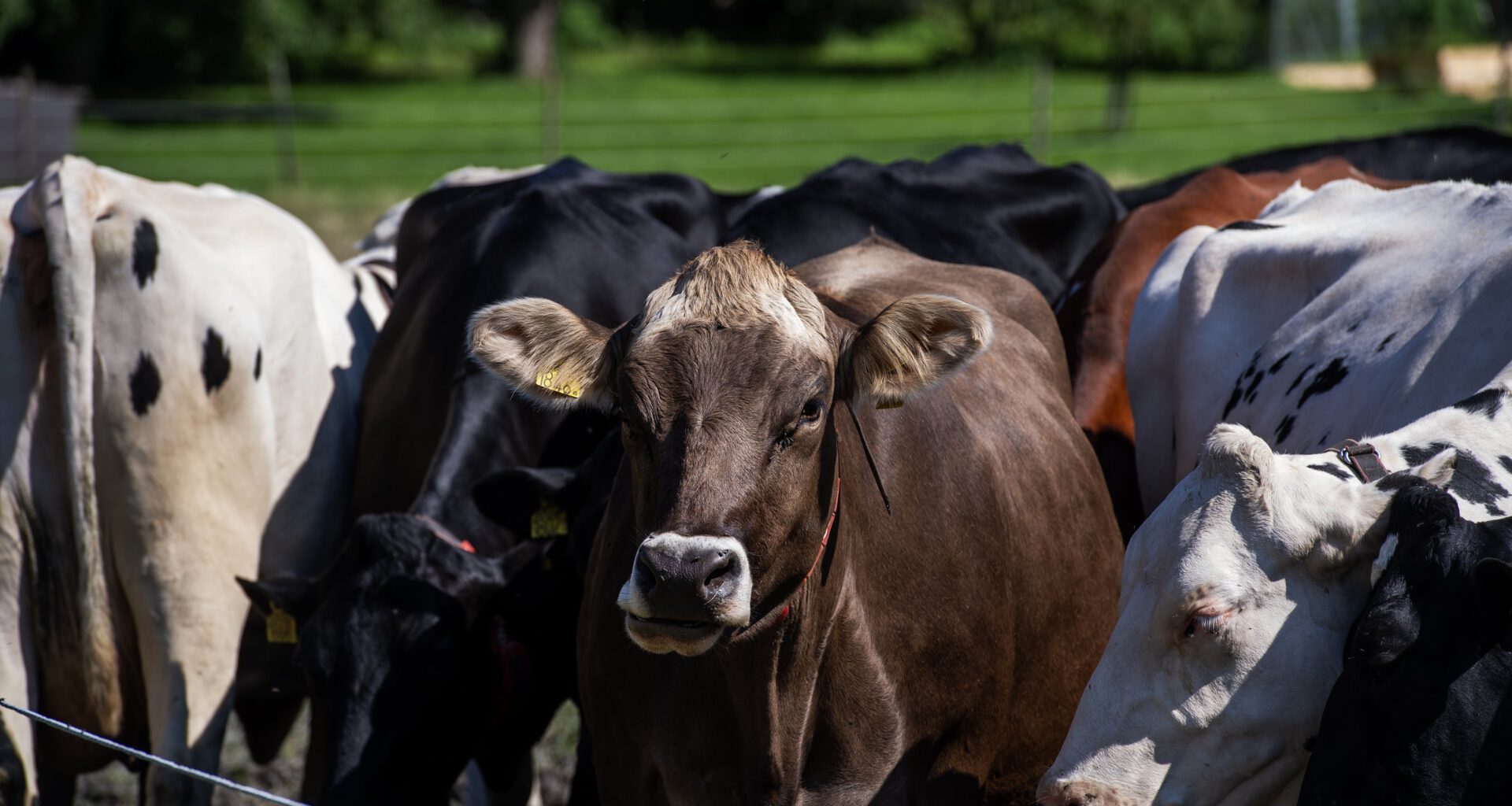 LRF sågar Mercosuravtal: Öppnar för lägre matstandard