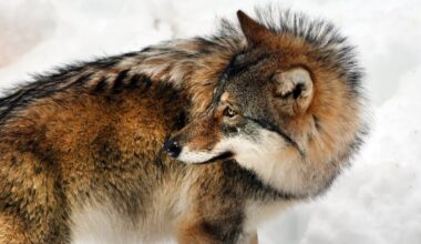 Jakten ska minska på varghybrider – Hufvudstadsbladet