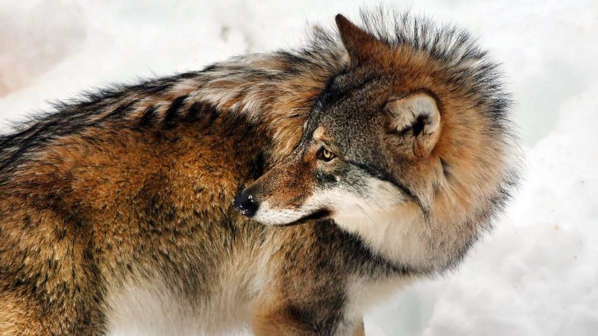 Jakten ska minska på varghybrider – Hufvudstadsbladet