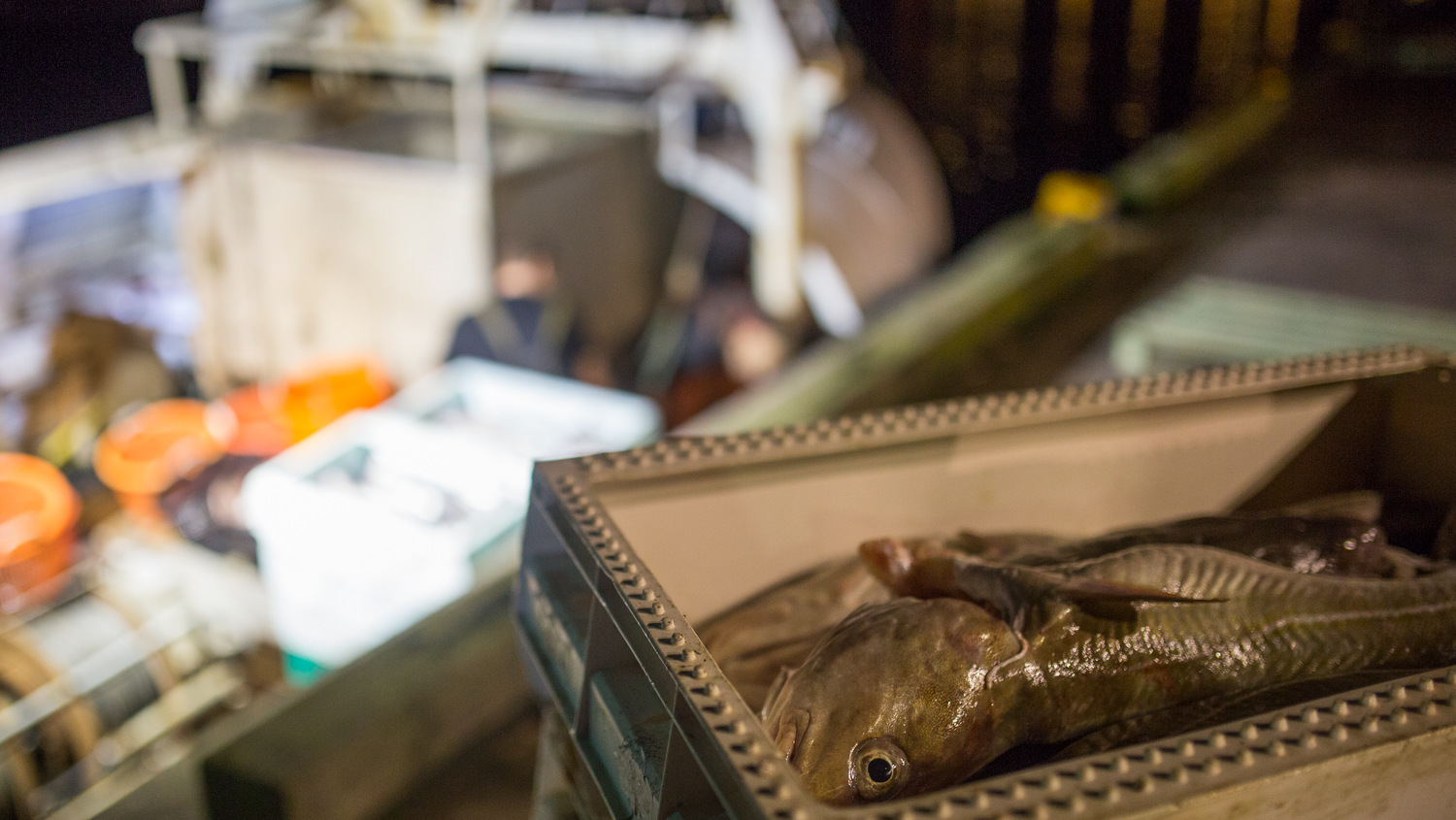 Effektivare fiskerikontroll för ett mer hållbart fiske - Aktuellt - Havs