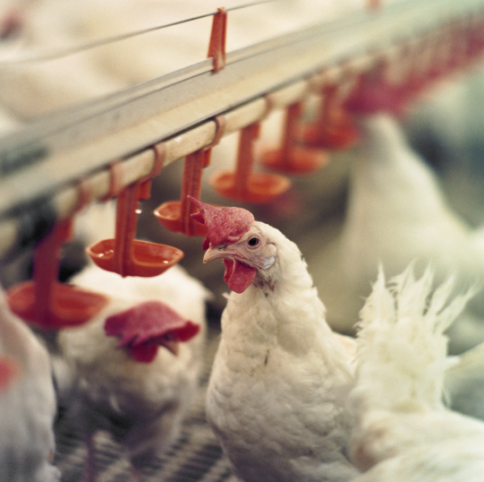 Nya regler mot fågelinfluensa - Inte positivt för branschen