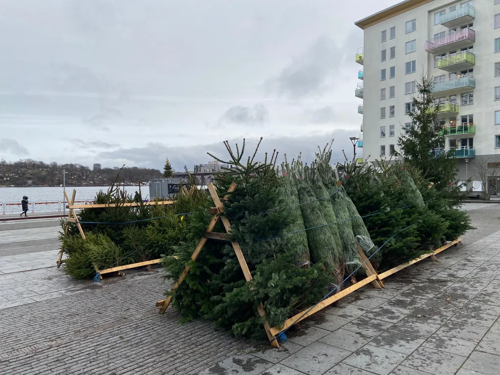 Här kan du lämna din barrande julgran