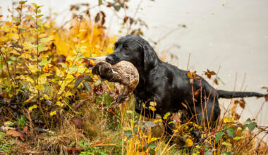 Valpboomen är definitivt över - Jakt & Jägare