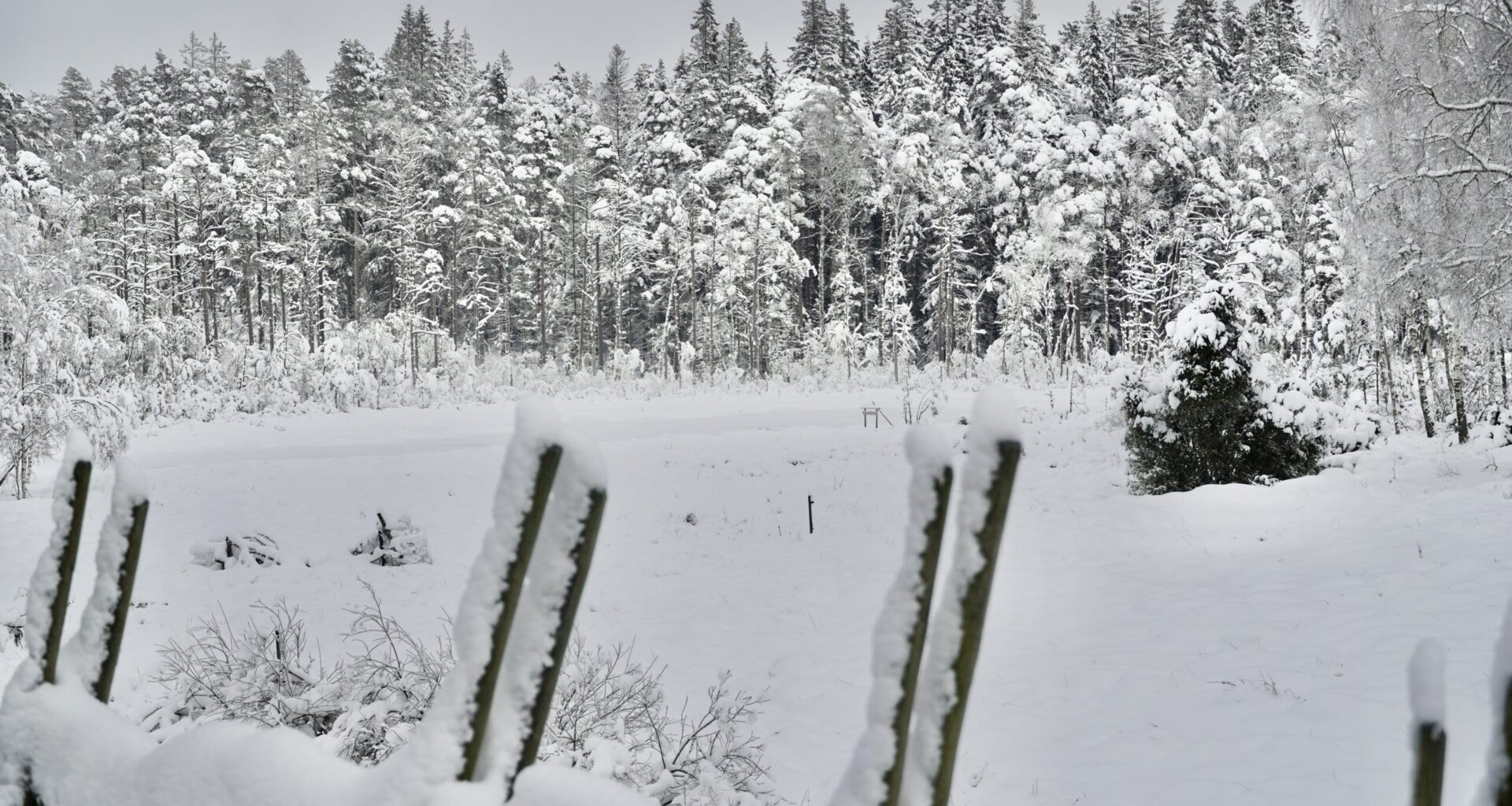 Orange snövarning även i Västsverige – Cornucopia?