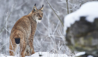 Nytt förvaltningsmål för lodjur | Länsstyrelsen Jönköping