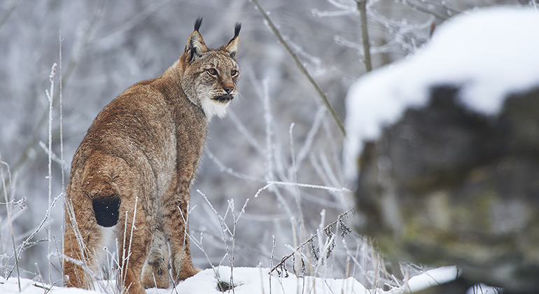Nytt förvaltningsmål för lodjur | Länsstyrelsen Jönköping