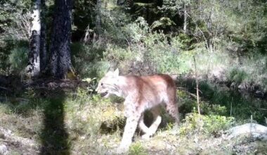 Länsstyrelsen tillåter licensjakt på lodjur i länet