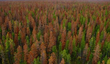 Även Nordamerika drabbas hårt av barkborrar – Natursidan