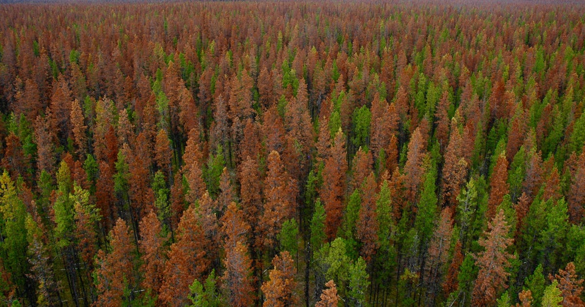 Även Nordamerika drabbas hårt av barkborrar – Natursidan
