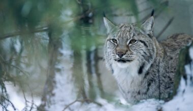 Ett lodjur i vinterskog