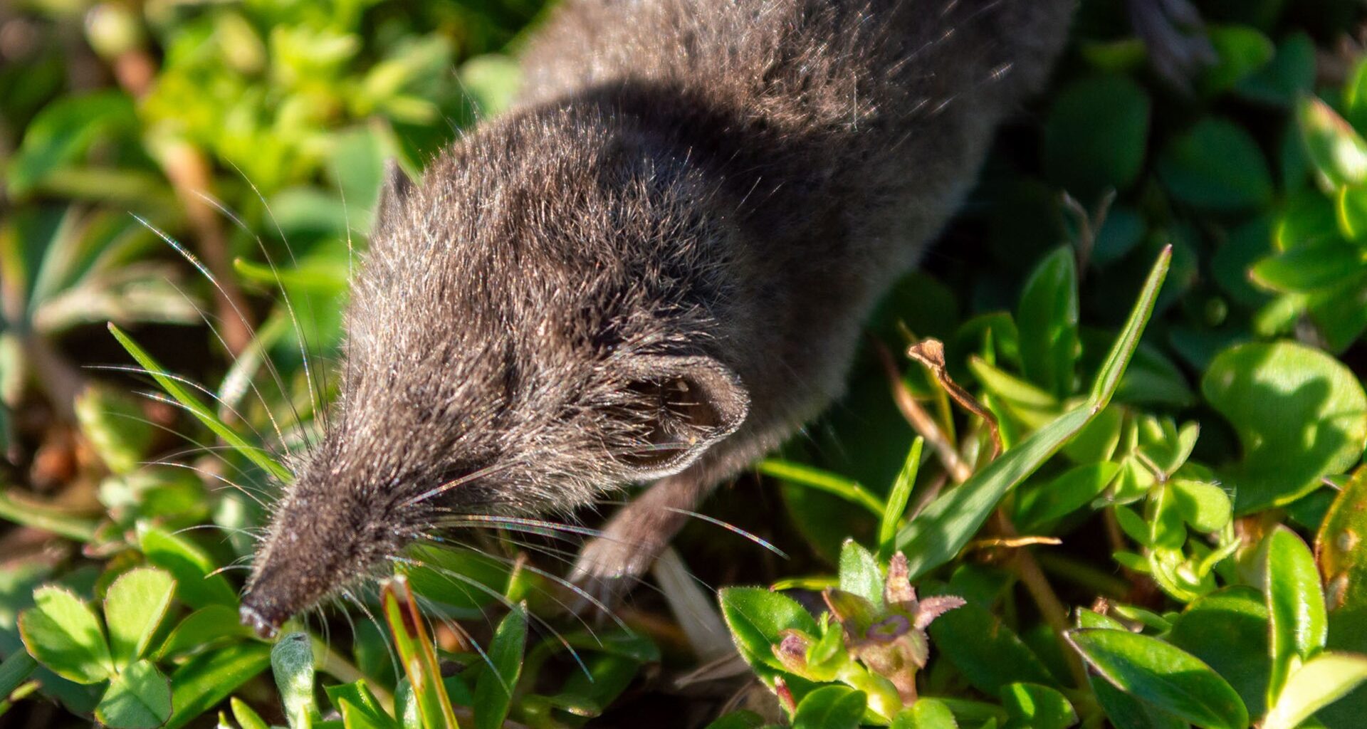 Ny art upptäckt: Ett av världens minsta däggdjur