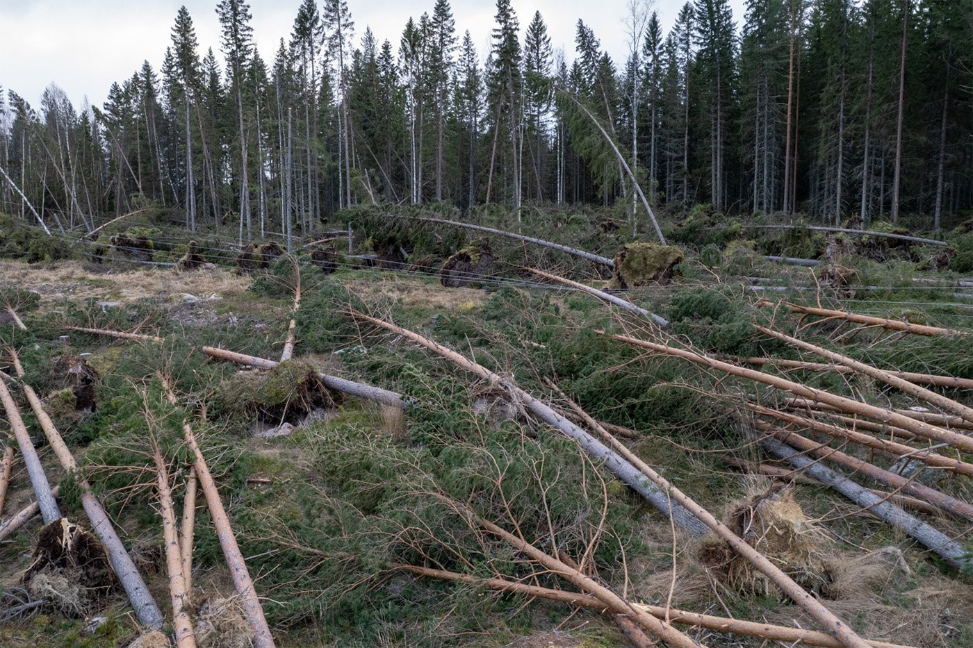 Nedfällda träd och ledningar i Gävleborg den 28 december. Foto: Ellevio.