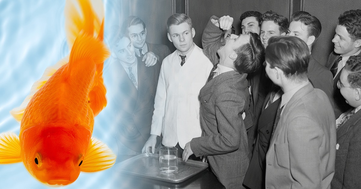 Studenter svalde guldfiskar | varldenshistoria.se