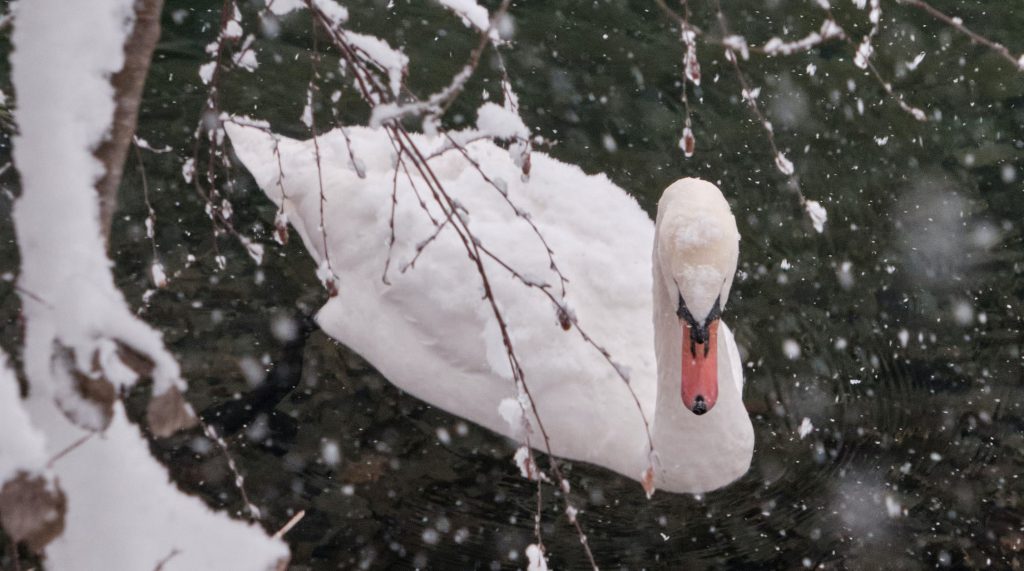 Vit svan i snö på vatten som är grönsvart och isigt