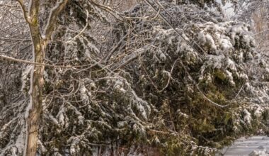 Stormen Johannes kräver omfattande insatser från elnätsföretagen – och nu är Anna här
