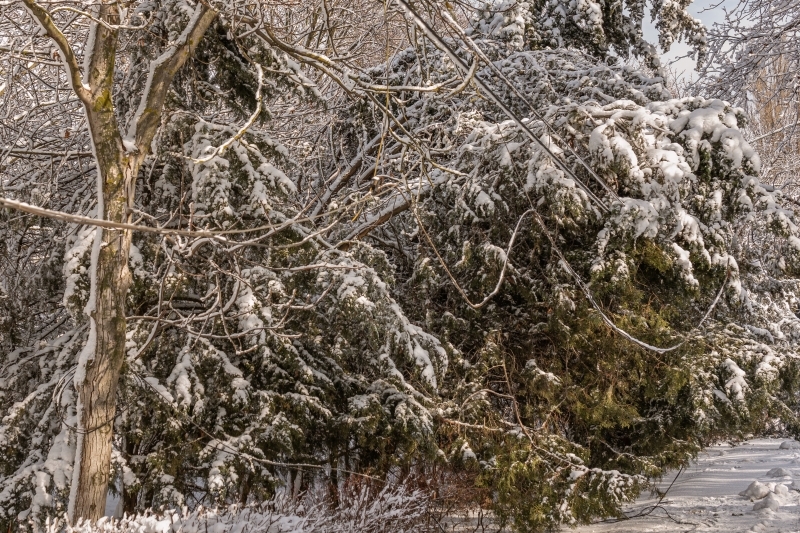 Stormen Johannes kräver omfattande insatser från elnätsföretagen – och nu är Anna här