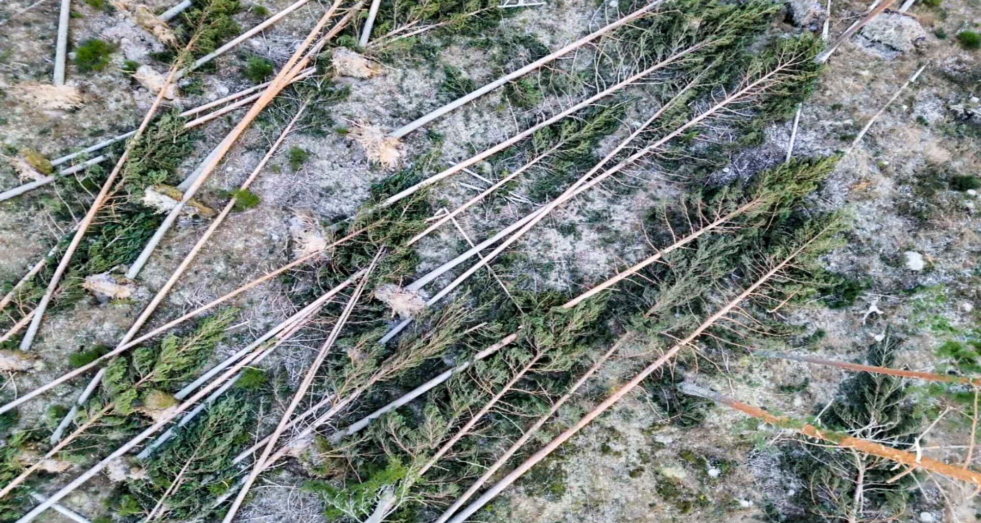 Största stormskadorna på skogen på tio år