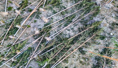 Största stormskadorna på skogen på tio år