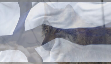 Vargjakten i Finland 2026: Läget efter två dagar