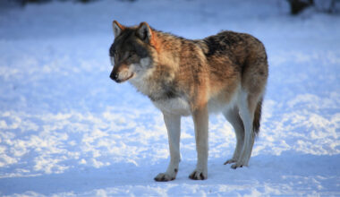 Nya valpkullar bekräftade i två gränsrevir mot Norge