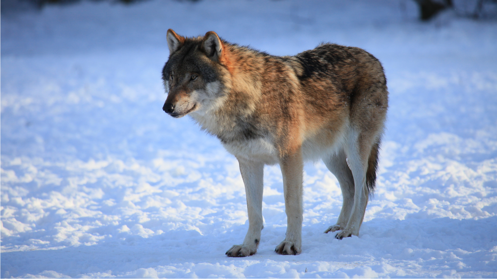 Nya valpkullar bekräftade i två gränsrevir mot Norge