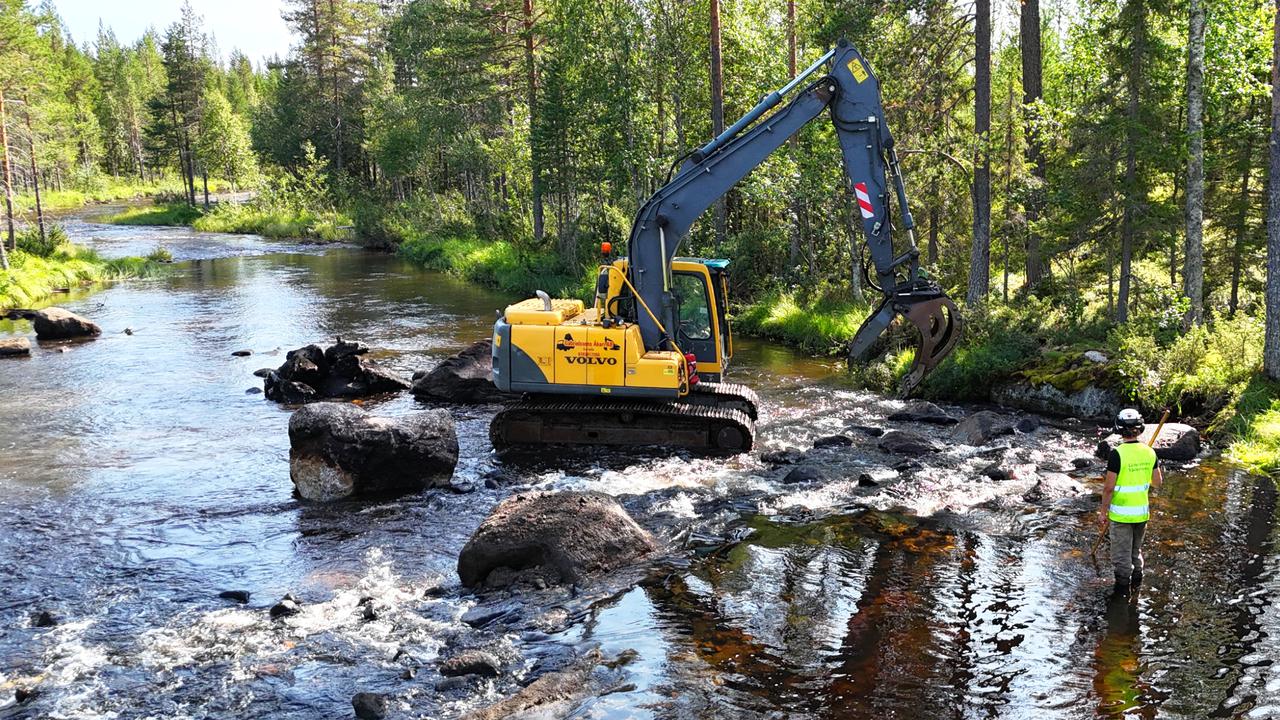 Ny studie ger viktig kunskap om hur lekområden för laxfiskar bör anläggas