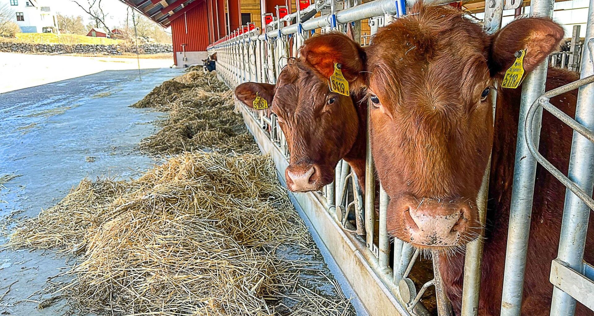 Akututlysningen fortsätter hela 2026 - Jordbruksaktuellt