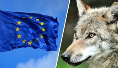 ”Färre vargar är inte i strid med EU-rätten” - ATL